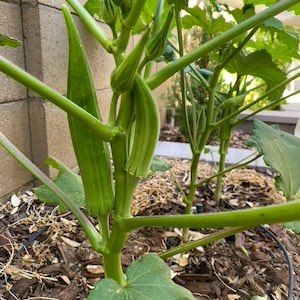 Organic probiotic fertilizer / soil conditioner Purple Non-Sulfer Bacteria (PNSB) image 9