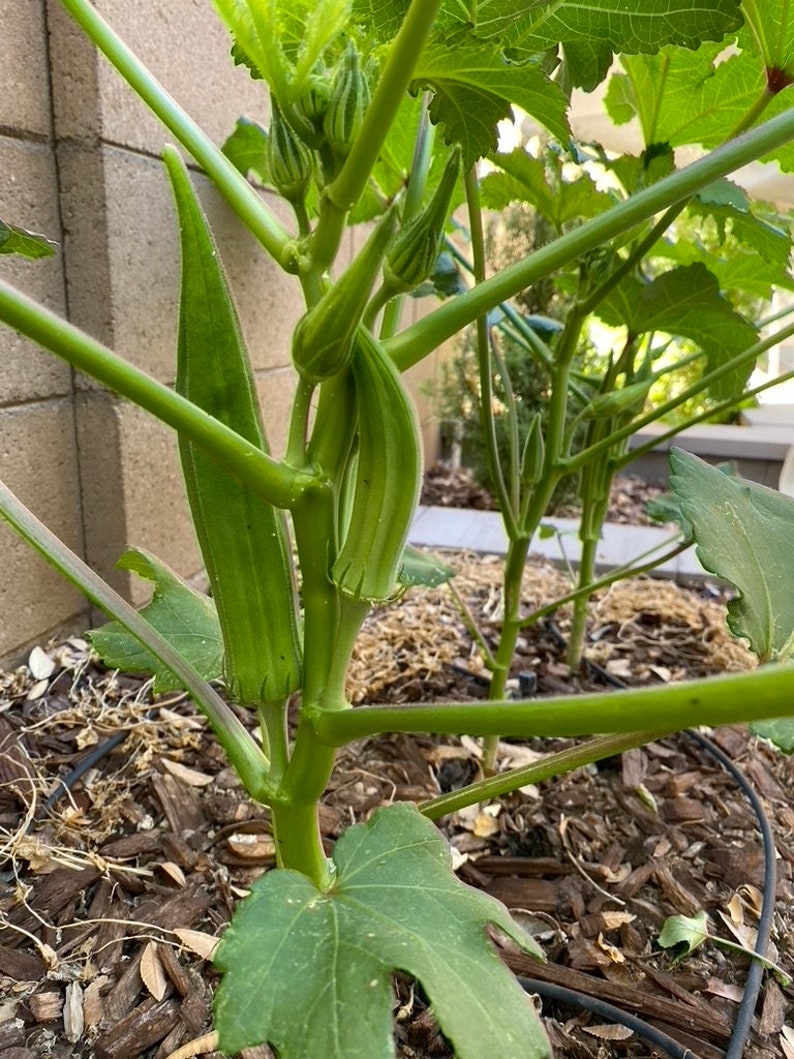 Organic probiotic fertilizer / soil conditioner Purple Non-Sulfer Bacteria (PNSB) image 9