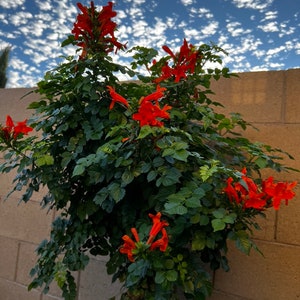 Organic probiotic fertilizer / soil conditioner Purple Non-Sulfer Bacteria (PNSB) image 6