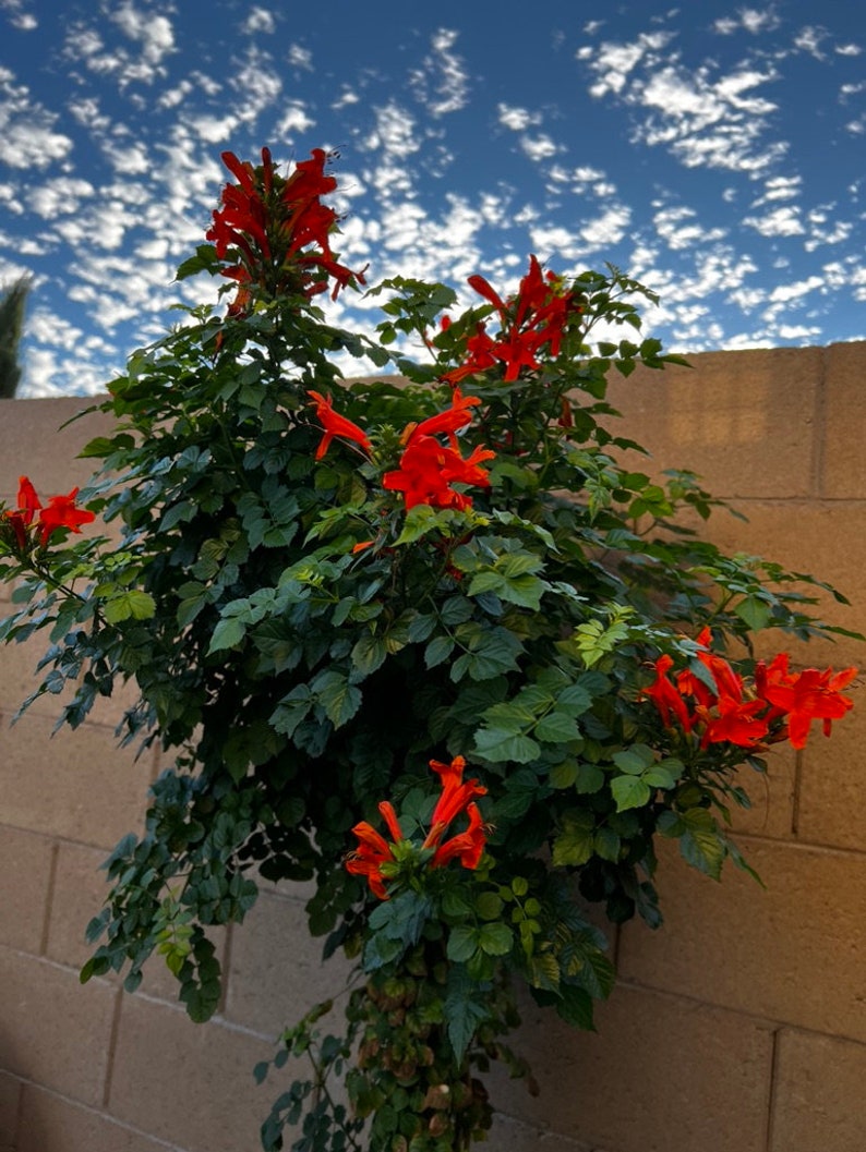 Organic probiotic fertilizer / soil conditioner Purple Non-Sulfer Bacteria (PNSB) image 6