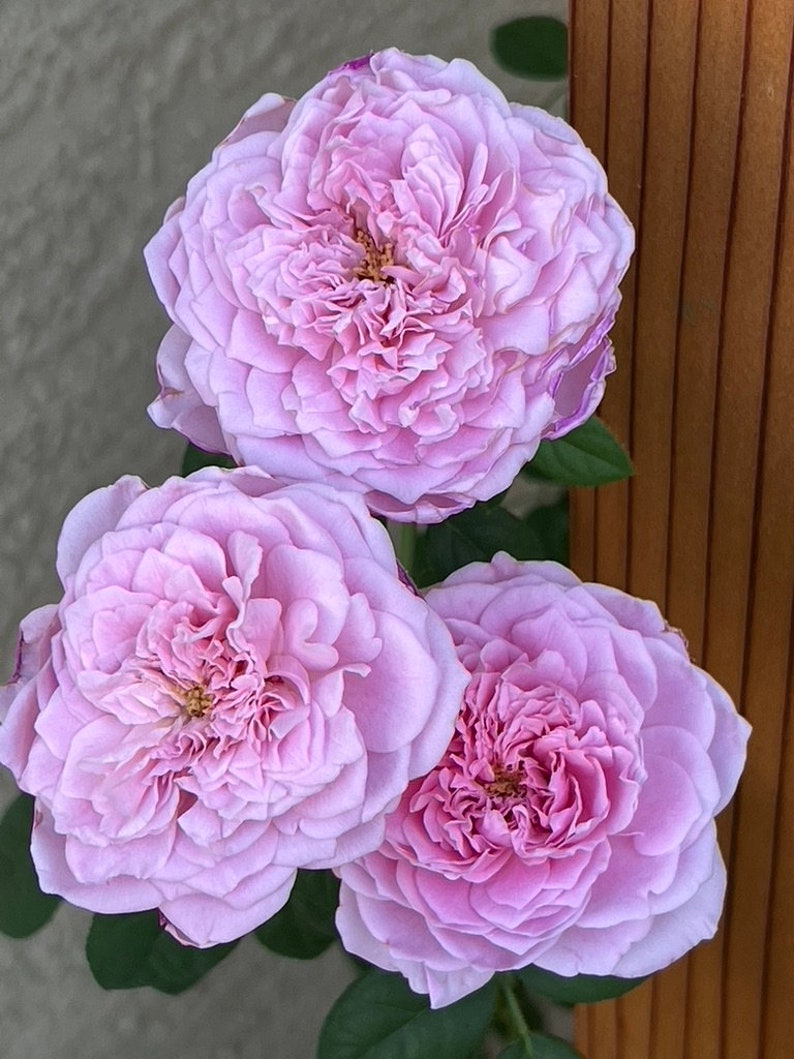 Organic probiotic fertilizer / soil conditioner Purple Non-Sulfer Bacteria (PNSB) image 5