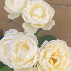 Organic probiotic fertilizer / soil conditioner Purple Non-Sulfer Bacteria (PNSB) image 8