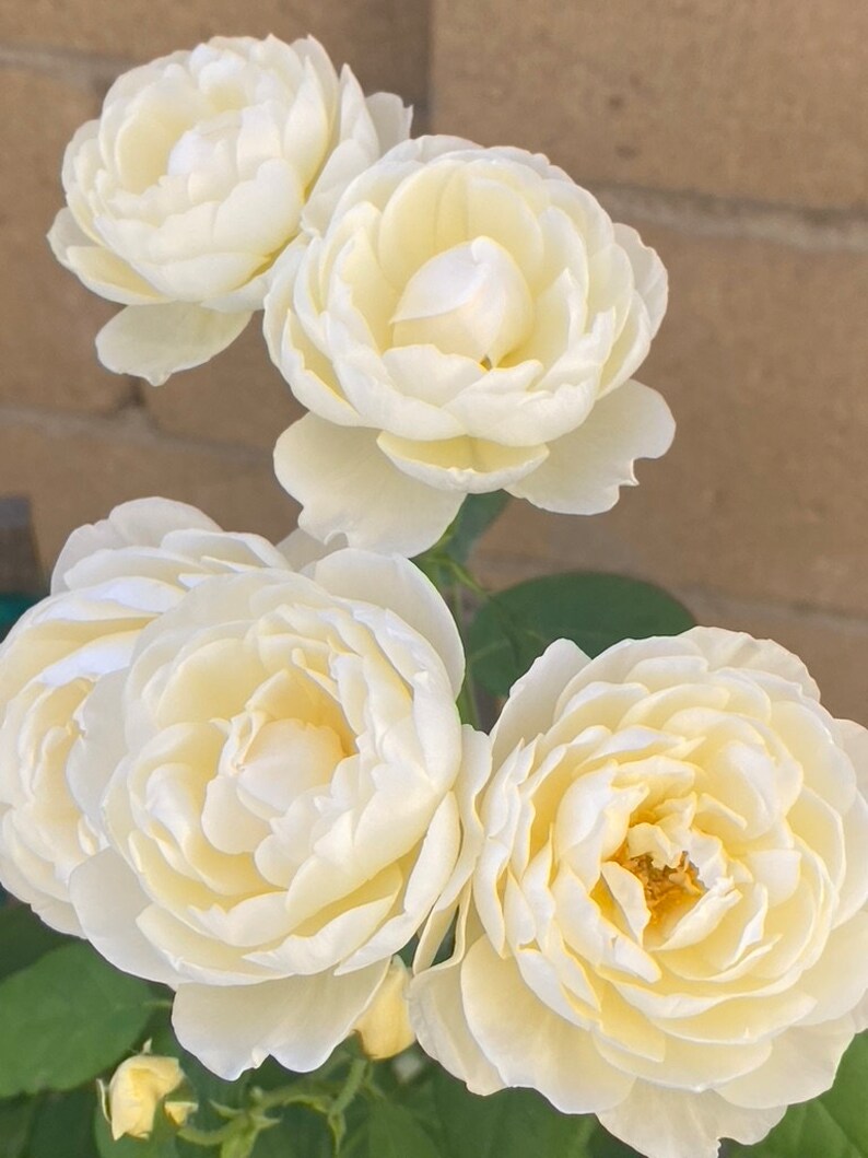 Organic probiotic fertilizer / soil conditioner Purple Non-Sulfer Bacteria (PNSB) image 8