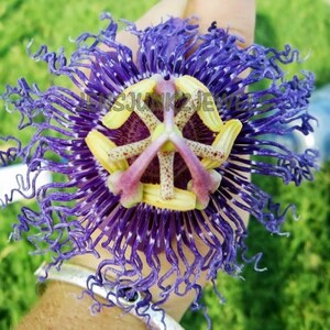 Passionsblume große tiefviolette Blume SEEDS incarnata,sehr duftend