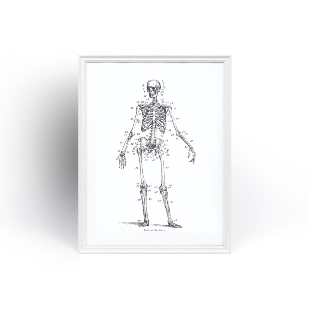 Human Skeleton Anatomical Wall Art Medical Journal Art Vintage Anatomy ...