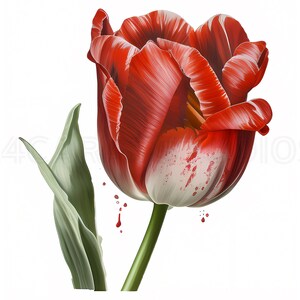 Red Tulip Clipart - High-Quality Digital Download for DIY Crafts and Invitations, Mixed Media, Digital Paper Craft and More Instant Download