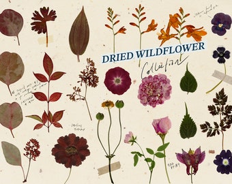 Dry Flower Clipart PNG Dried Flower Digital Pressed Flower Vintage Journal Digital Scrapbooking Collage Ephemera Kit Decoupage Dry Flower