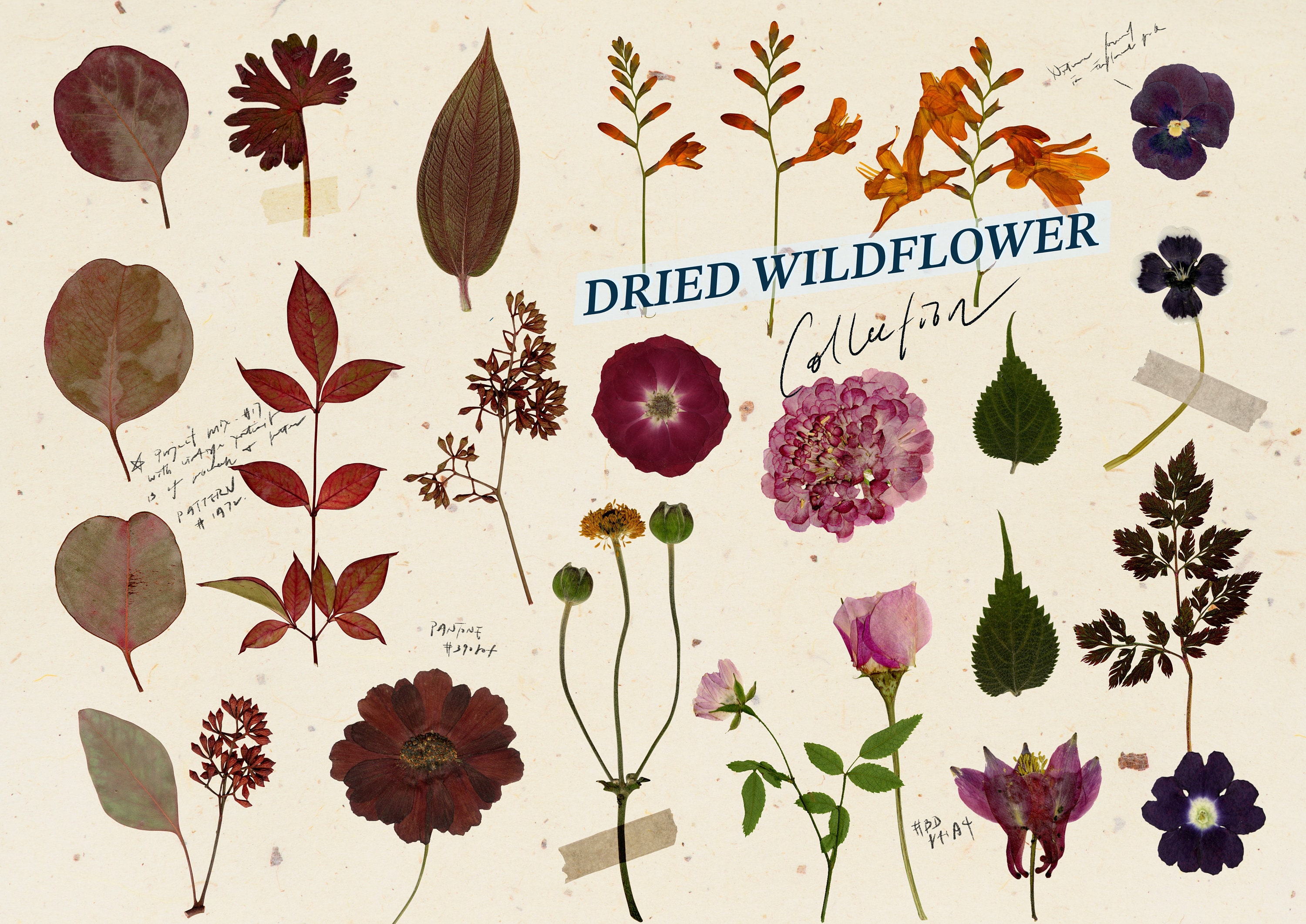 Dry Flower Clipart PNG Dried Flower Digital Pressed Flower Etsy