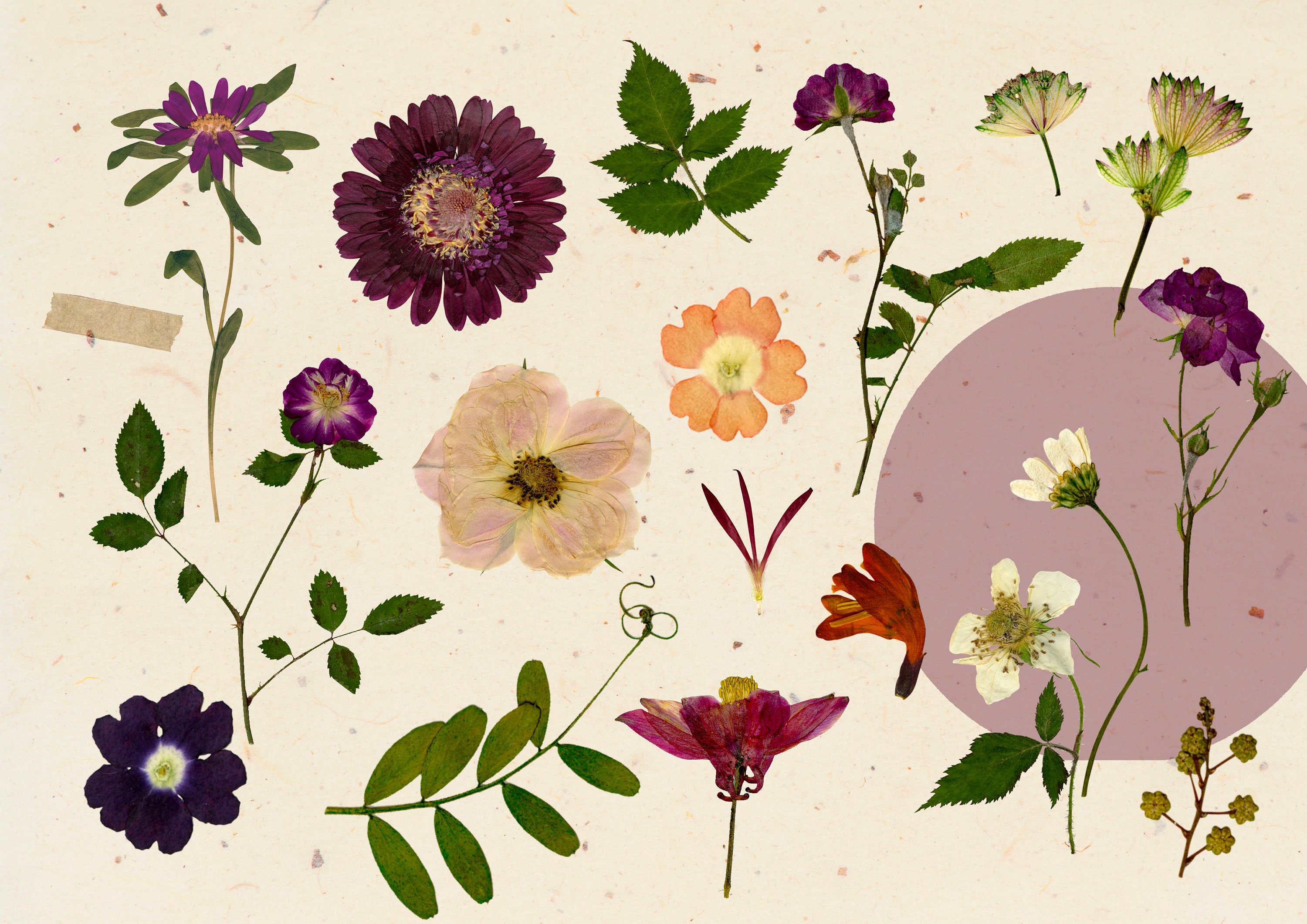 Dry Flower Clipart PNG Dried Flower Digital Pressed Flower Etsy