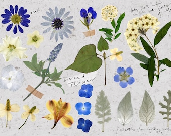 Digital Pressed Flower Clipart PNG Vintage Dried Flower Digital Vintage Journal Digital Scrapbooking Collage Ephemera Clip Art Dry Flower