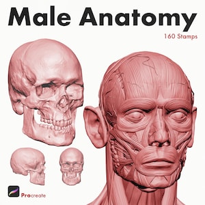Male Anatomy Procreate Stamps, 160 Figure Drawing Brushes, Tattoo Artist Reference, Face Portrait Skull Muscles Brushset, Full Body
