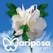Damaris