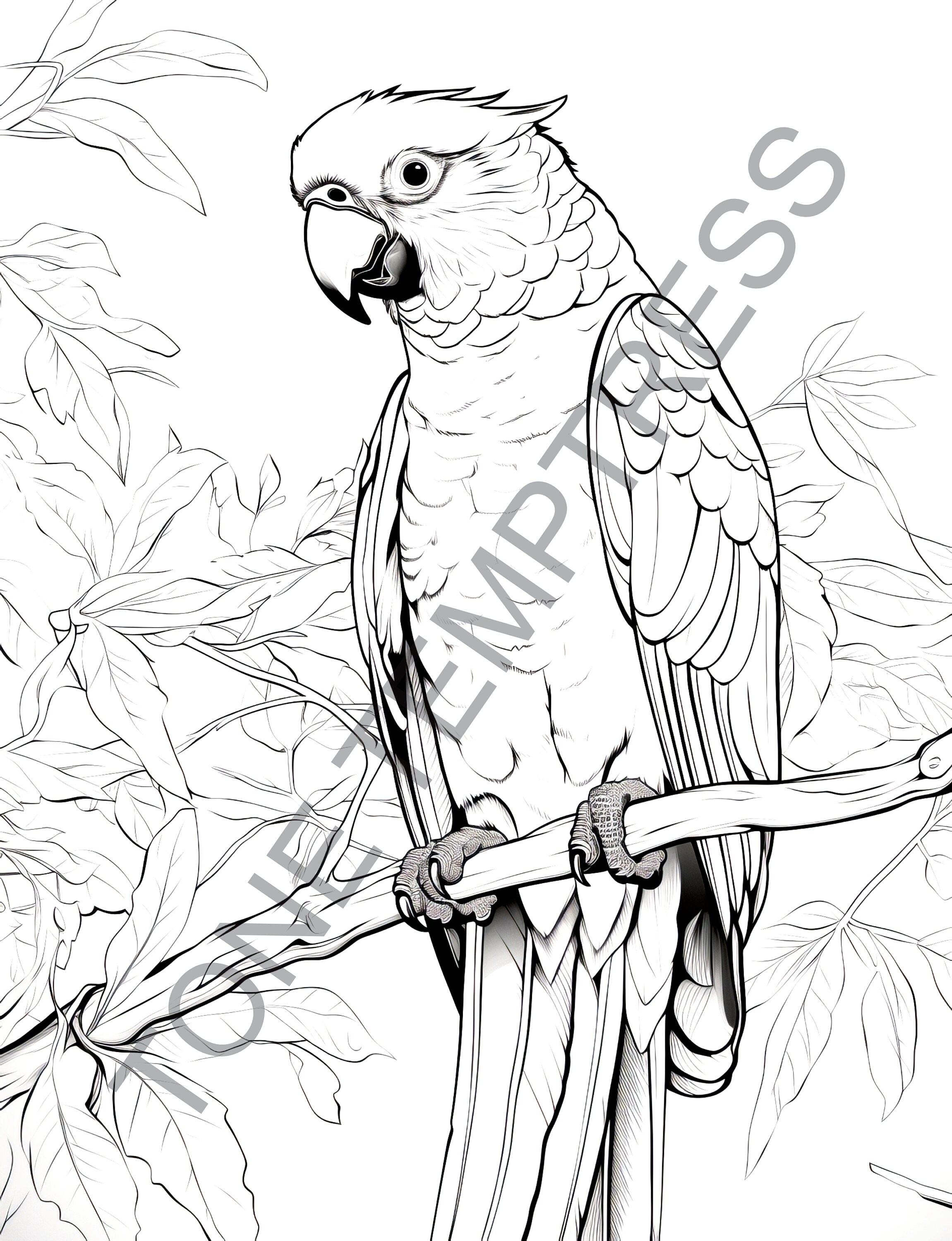 25 Beautiful Birds Coloring Page Book for Adults, Teens, and Kids, Bird