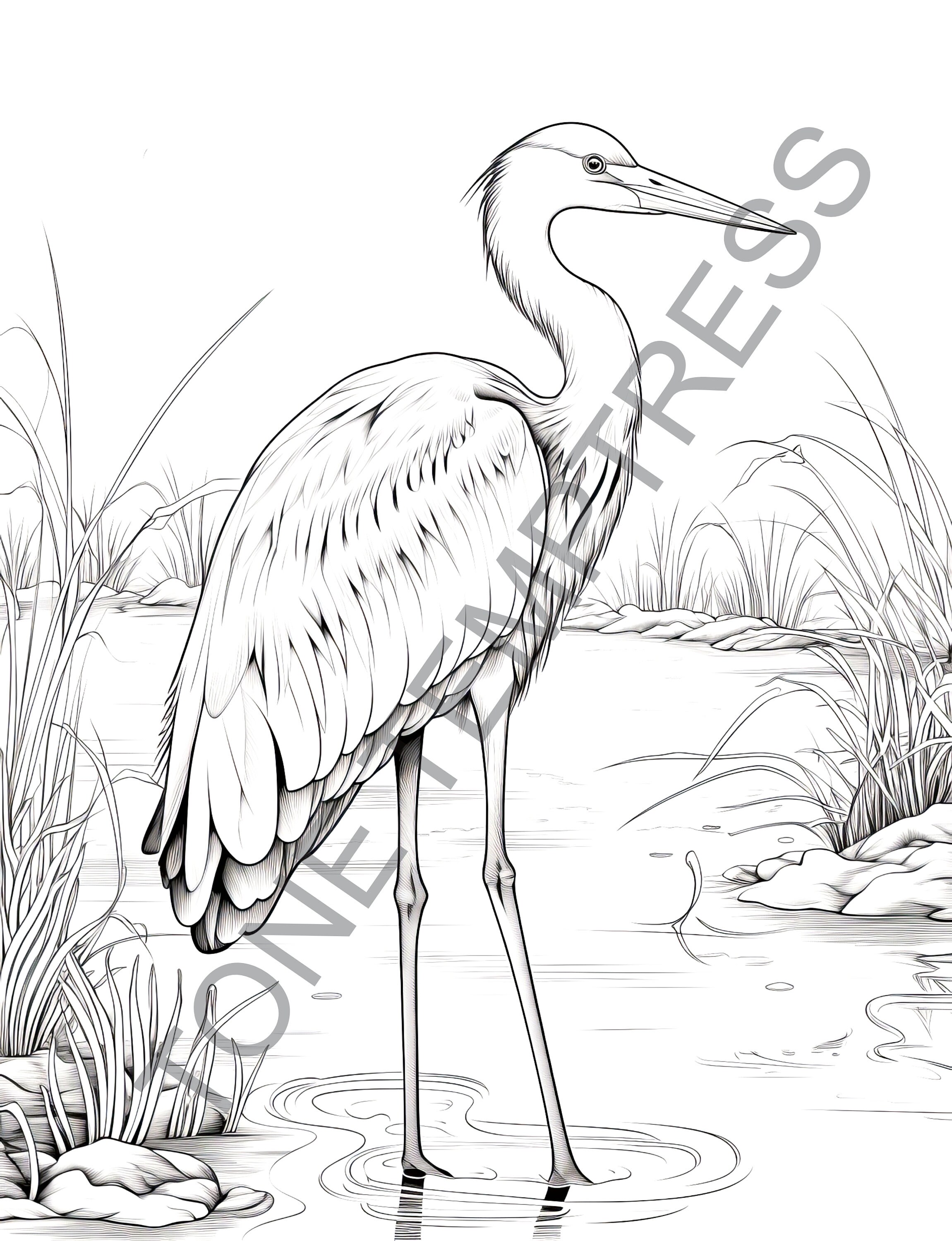 25 Beautiful Birds Coloring Page Book for Adults, Teens, and Kids, Bird