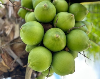 Coconuts Fresh Organic Green Coconut Water