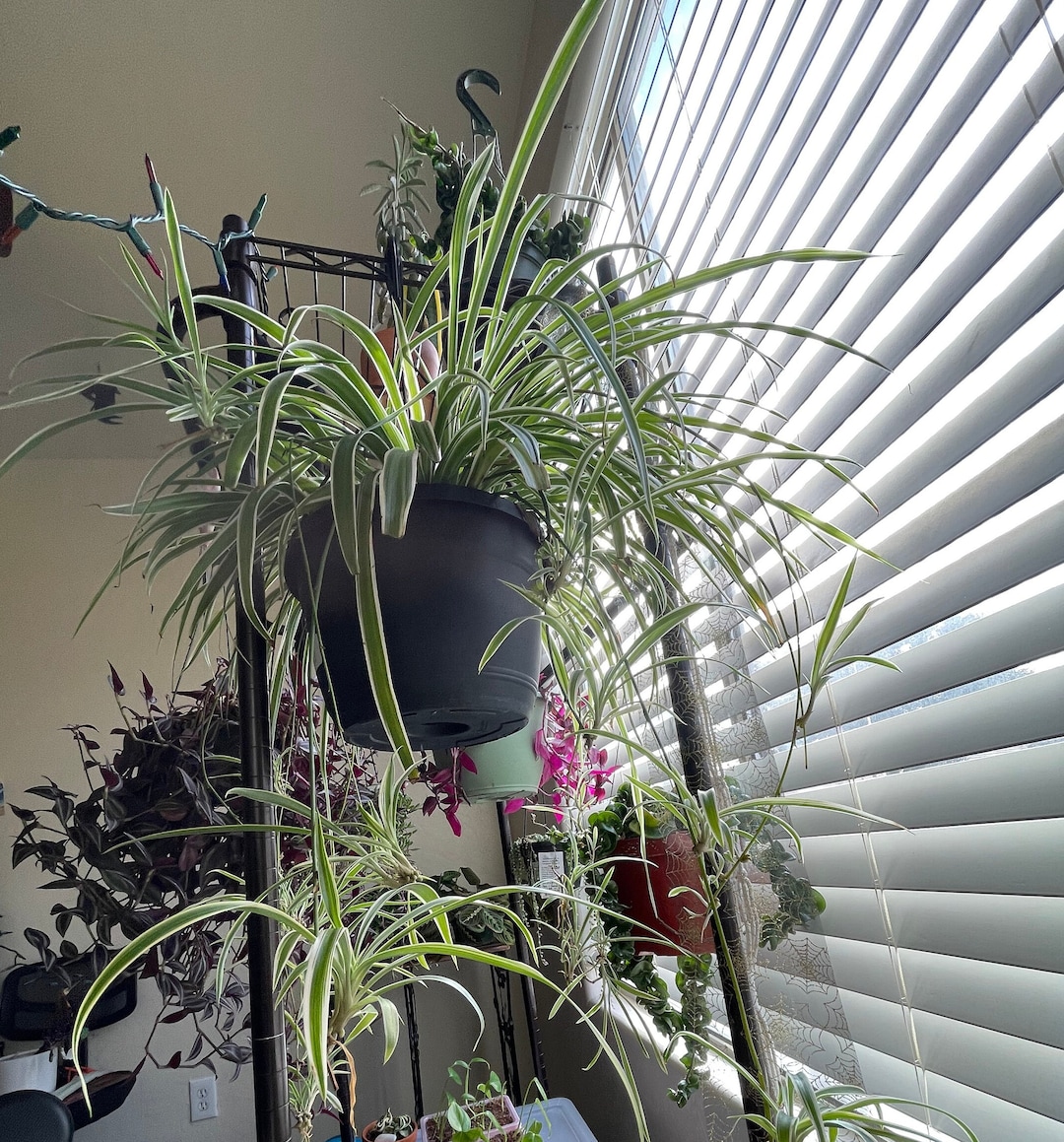 Live Spider Plant in 4 Inch Clear Pot. Etsy