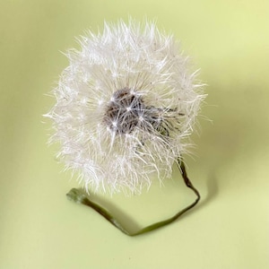 Dente di leone Un vero soffio di dente di leone Fiori secchi Materiali fai da te per l'arte della resina Veri denti di leone secchi Materiali artigianali per artisti e artigiani
