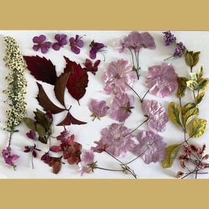 Kit fai da te con fiori secchi, 50-80 fiori pressati per l'arte in resina, confezione mista di fiori pressati, kit per la creazione di biglietti con fiori di campo pressati essiccati autentici.