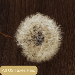 Kit fai da te per la conservazione dei fiori di tarassaco, kit di forniture per diario spazzatura, materiali artistici in resina con fiori di campo, kit fai da te per la creazione di soffi di tarassaco