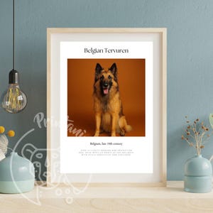 Puede incluir: Impresión enmarcada con un perro Tervueren belga. El perro tiene un pelaje marrón y negro, sentado sobre un fondo marrón. La impresión incluye el texto "Belgian Tervuren" y "Belgium, late 19th century". La impresión está en un marco de madera.