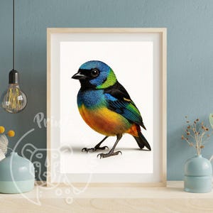 Puede incluir: Una impresión enmarcada que presenta un ave vibrante con plumaje azul, verde, amarillo y negro. El ave está posada sobre un fondo blanco, dentro de un marco de madera clara. La obra de arte se exhibe en una estantería de madera contra una pared azul.