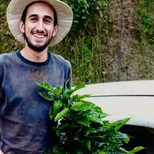 Geisha - Costa Rica Tarrazu La Candelilla Natural Geisha Finca Palmiliera Micro lot