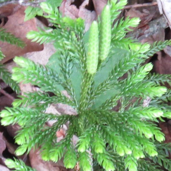 Princess Pine Clubmoss