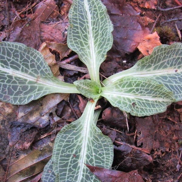 5 Rattle Snake Orchid plants