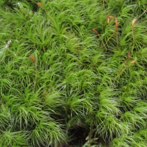 May include: Close-up of a patch of green moss with thin, wispy strands. Several thin, reddish-brown stalks rise up from the moss.