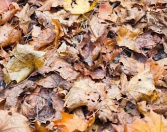 Leaf Litter