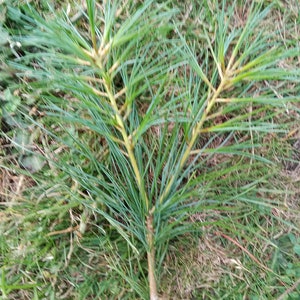 May include: A close-up of a green pine branch with needles. The branch is lying on a bed of green grass.