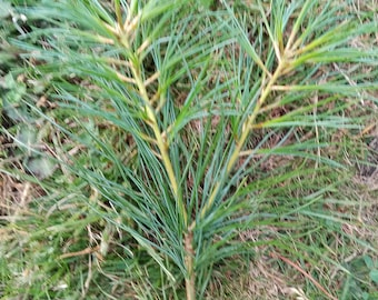 2 Eastern White Pine Seedlings