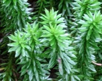 Shinning Fir Moss