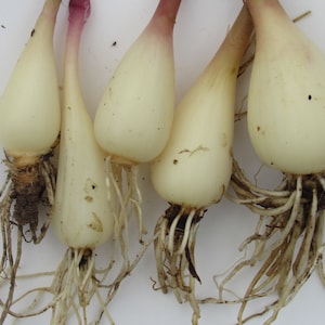May include: Four white bulbs with long, thin roots. The bulbs have a light pink stem and are arranged on a white surface.
