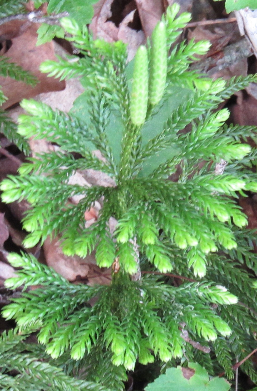 5 Princess Pine Plants Etsy