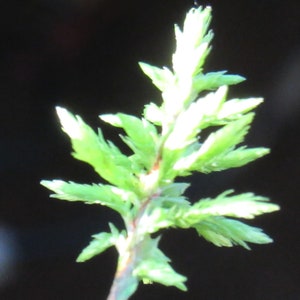 American Tree Moss