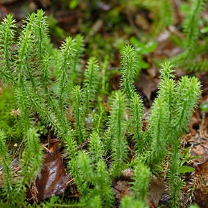 Mini Terrarium Mix bild 2