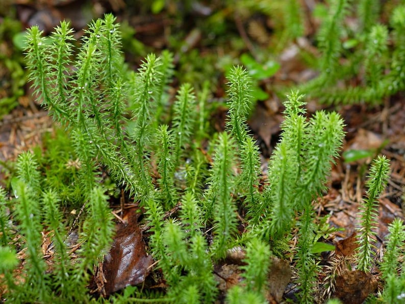 Mini Terrarium Mix bild 2