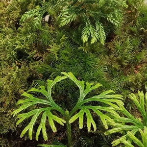 Star Hill Sampler Pack of plants & moss