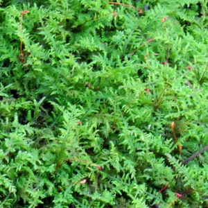 Delicate Fern Moss