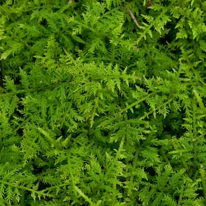 Delicate Fern Moss