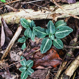 Mini Terrarium Mix bild 3