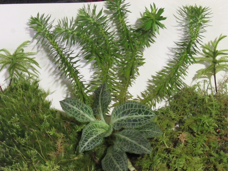 Mini Terrarium Mix bild 1
