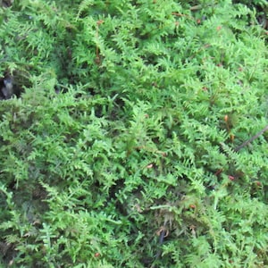 May include: A close-up of a patch of green moss with a few red stems.