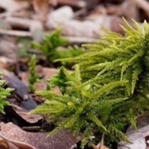 Mini Terrarium Mix bild 4