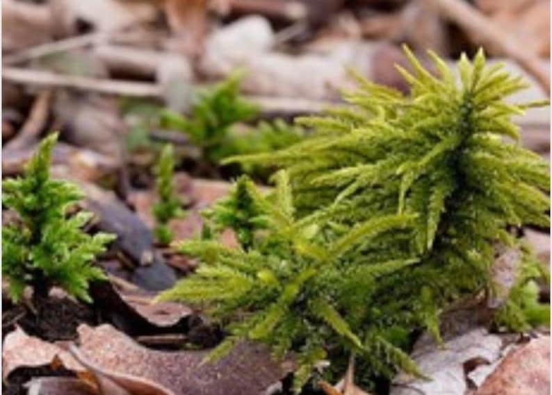 Mini Terrarium Mix bild 4