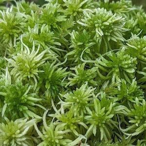 Sphagnum Peat Moss: Soil Amendment for Terrariums & Reptile Bedding