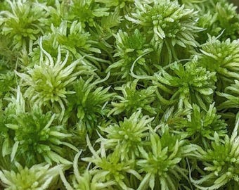 Sphagnum Peat Moss: Soil Amendment for Terrariums & Reptile Bedding