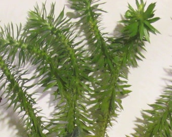 Shinning Club Moss