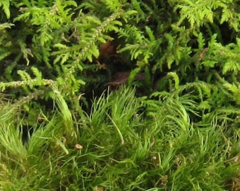 Live Moss